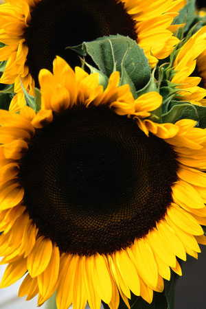 Sunflower oil is just one of the vegetable oils used to create an emollient soap base for EarthGift Herbals. 